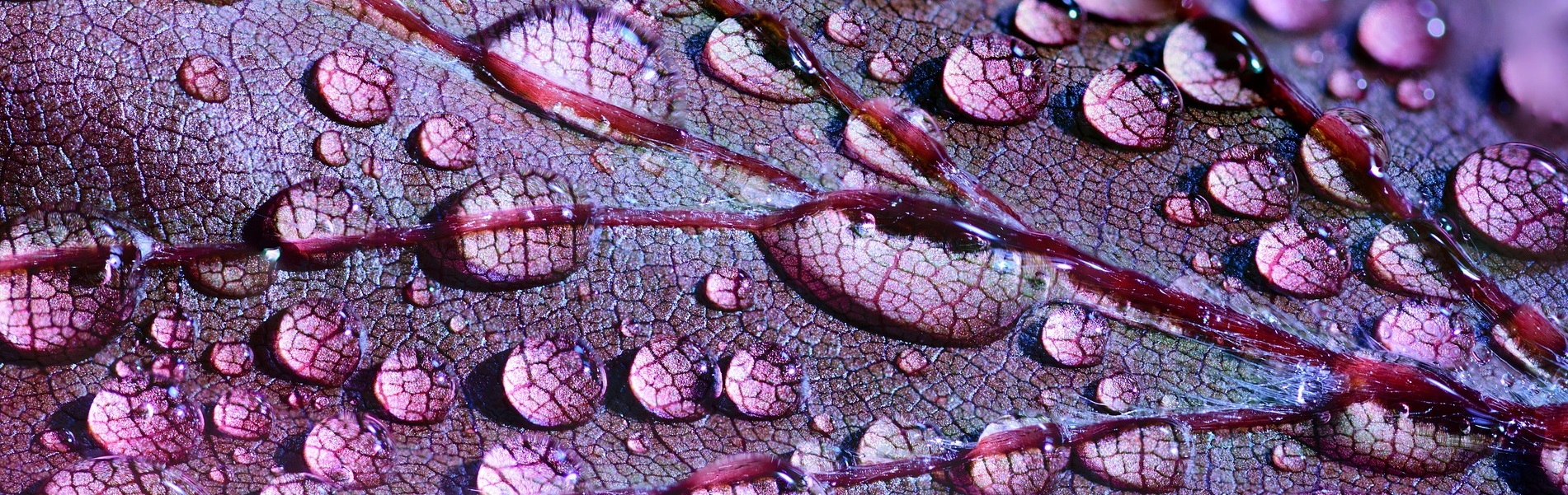 Blad paars met waterdruppels