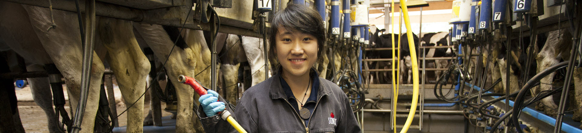 Dairy farming student in the barn