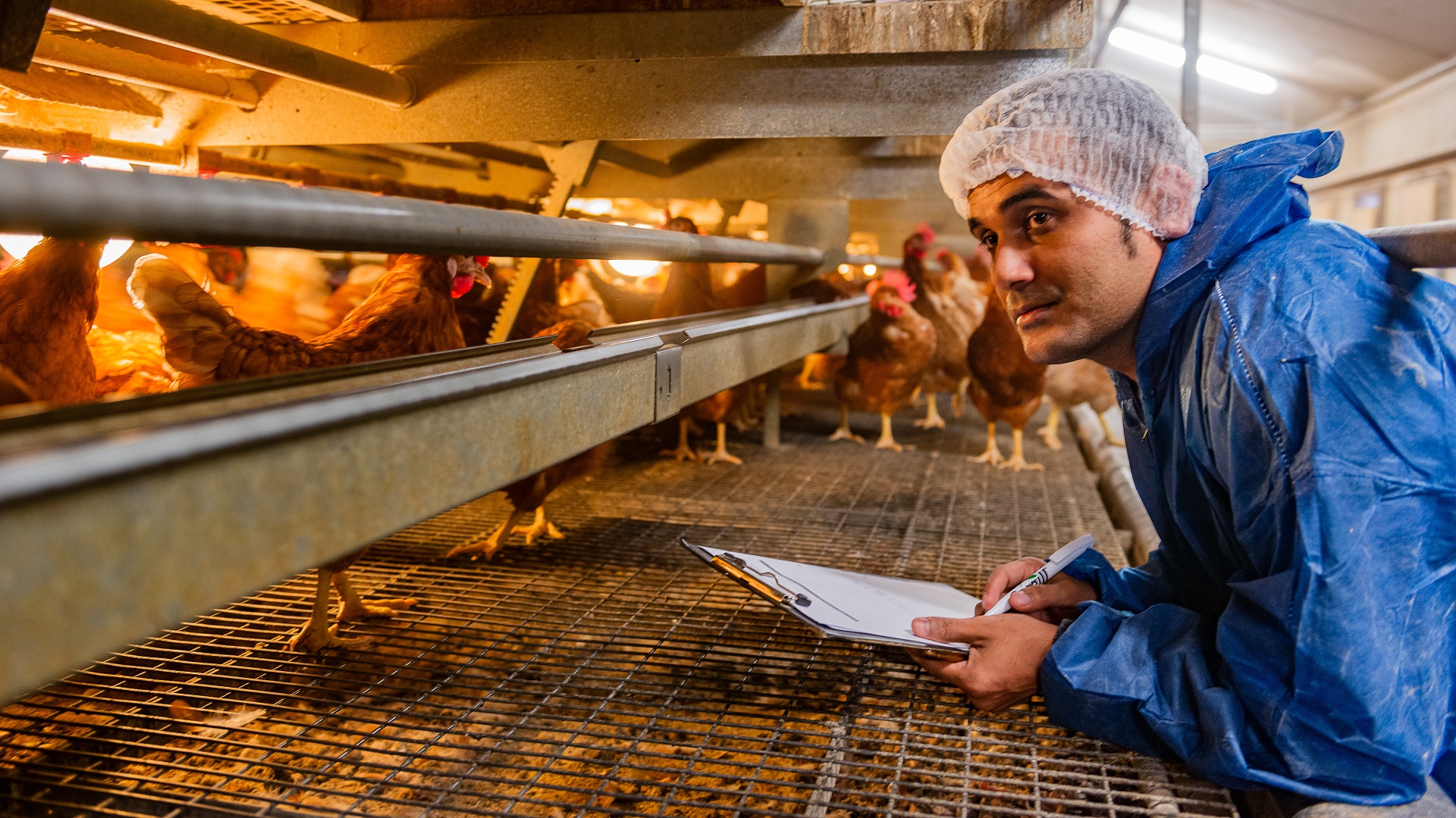 International student in a chicken coop