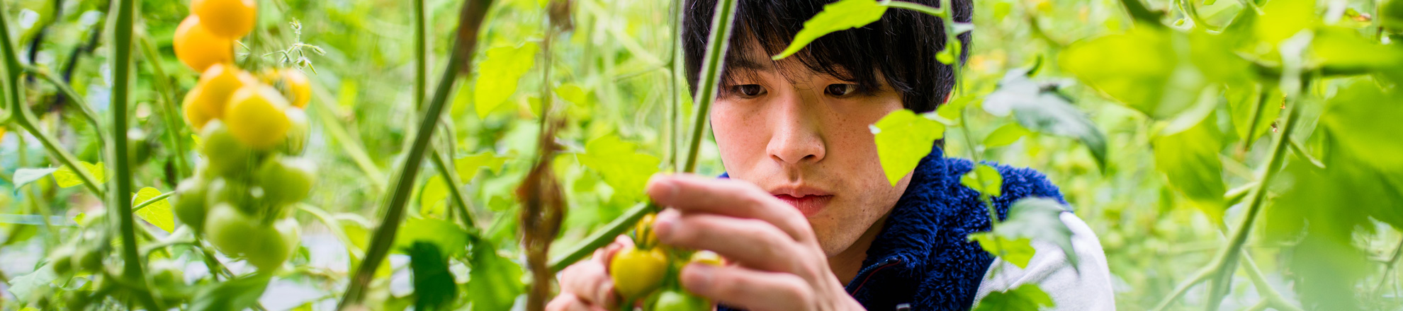 Student in tomato greenhouse