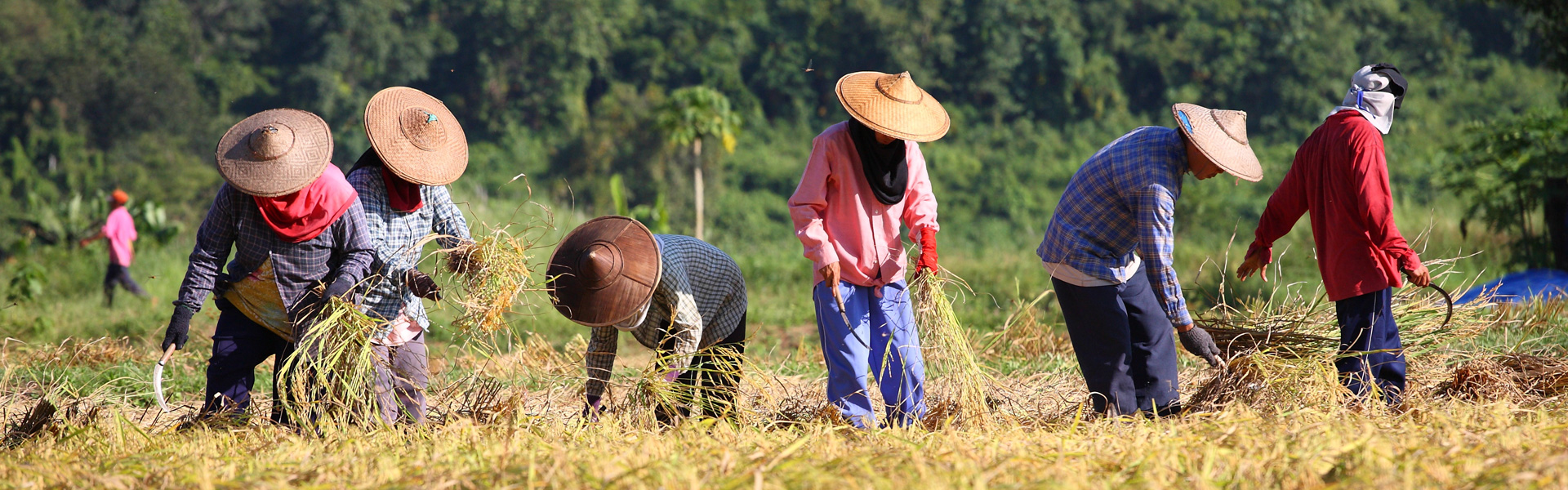 Students in Myanmar work in a field