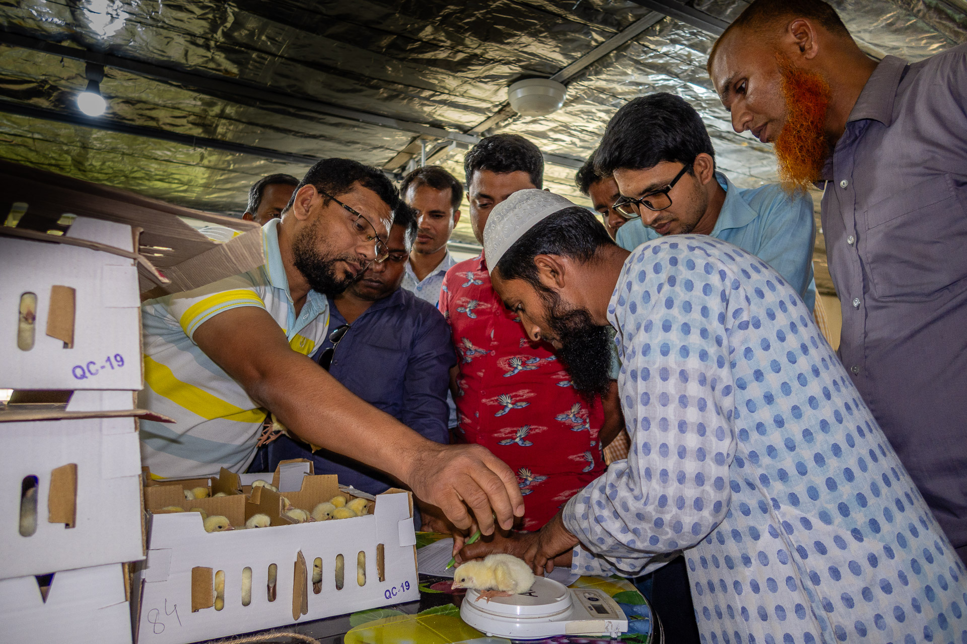 Poultry managers and farmers weighing chickens in Bangladesh