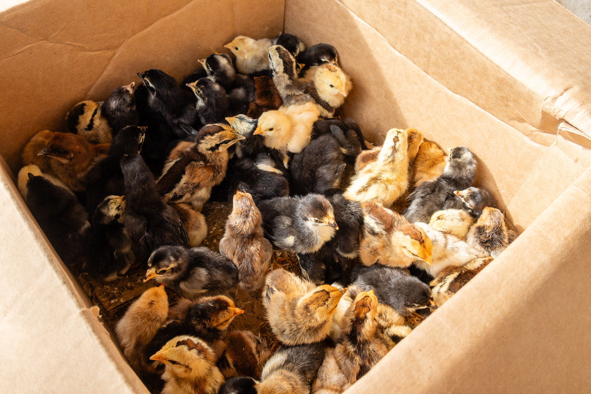 Chickens in a box in Cambodia