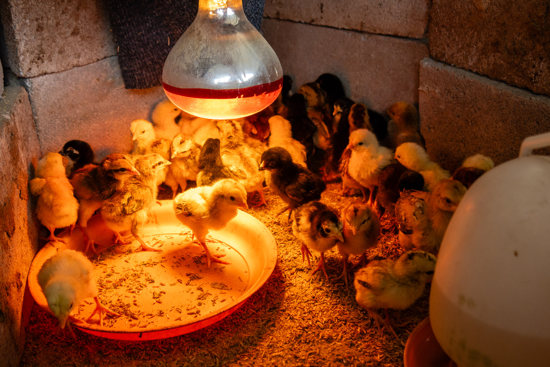 Chicks under a heat light in Cambodia