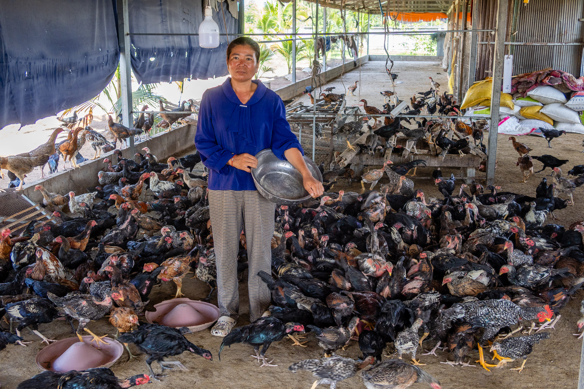 Small scale chicken farmer in Cambodia